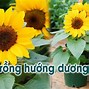 Hướng Dương Lùn Rạng Đông